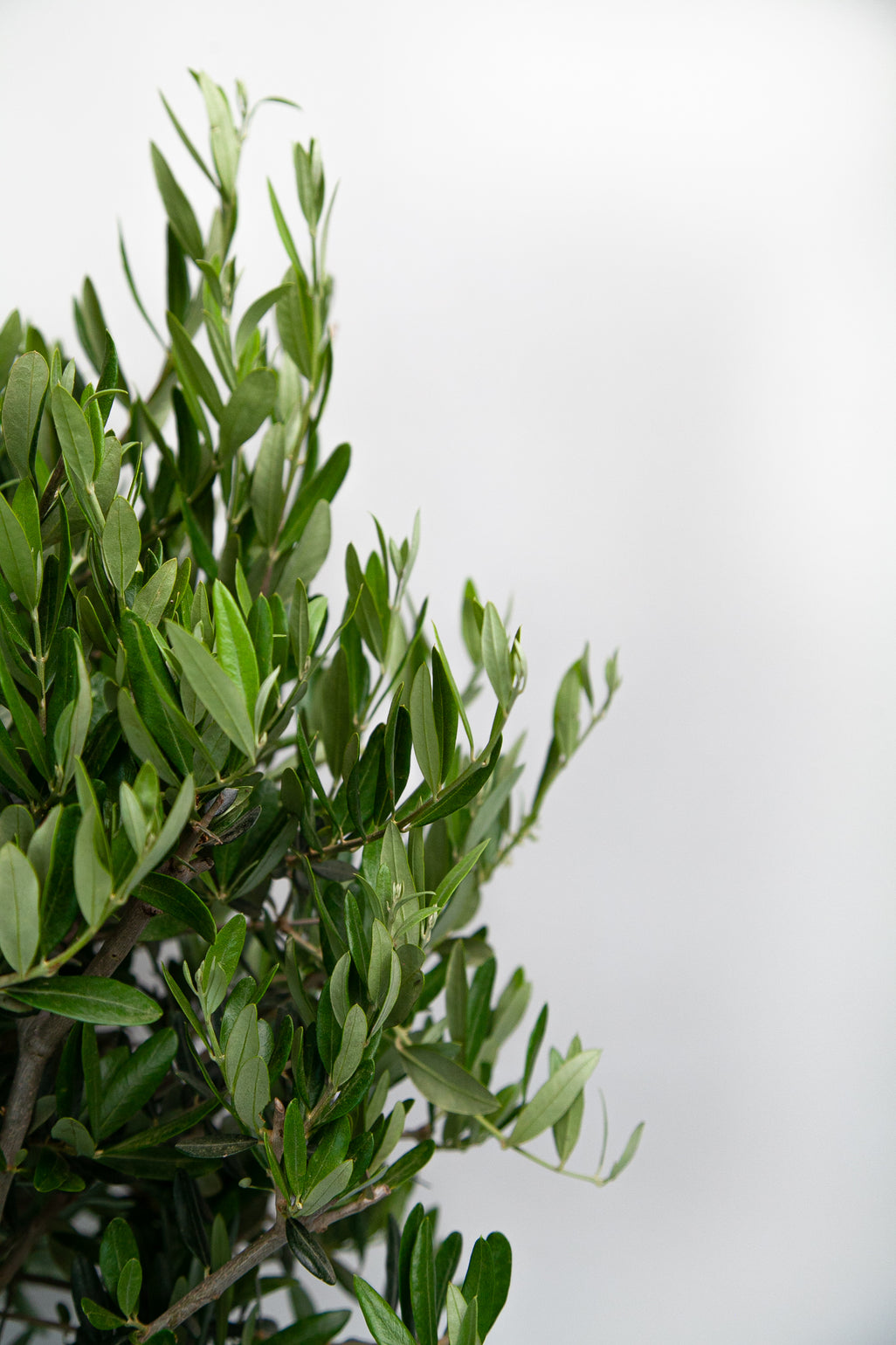 products/oIVECLOSEUP_05467c74-3b8b-4617-80e7-7be3804790ee.jpg